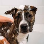 UNITE Hair Doggy‘Poo Shampoo 473ml