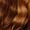 Light Brown Hazel