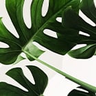 Eyebrows and Eyelashes | Vegan