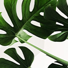 Shop all Vegan Products